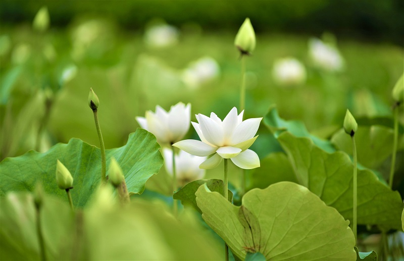  The lotus has a simple but elegant beauty and a stunning scent, usually seen in pink or white.